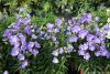 Campanula persicifolia 'Takion Blue' - zvonek broskvolistý
