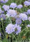 Scabiosa columbaria 'Misty Butterflies' - hlaváč fialový