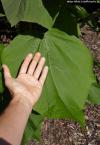 Catalpa ovata - katalpa srdčitá