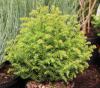 Cryptomeria japonica 'Villmoriana Aurea' - kryptomerie japonská