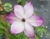 Clematis 'Utopia' - plamének