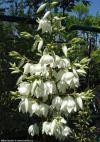 Yucca filamentosa 'Ivory Tower' - juka vláknitá
