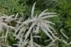 Aruncus aethusifolius 'Johanifest' - udatna