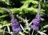 Buddleja davidii 'Adonis Blue' - komule Davidova