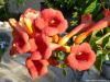 Campsis radicans 'Serena' - trubač