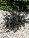 Ophiopogon planiscapus  'Niger' - sedoulek