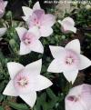 Platycodon grandiflorus 'Astra Rose' - boubelka velkokvětá