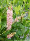 Clethra alnifolia 'Ruby Spice' - jochovec olšolistý