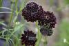Scabiosa 'Barocca' - hlaváč