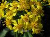 Solidago virgaurea - zlatobýl obecný, celík zlatobýl