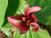 Trillium sessile - trojčetka