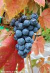 Vitis 'Mika' - vinná réva