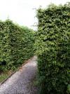 Carpinus betulus - habr obecný