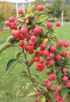 Malus 'Adirondack' - okrasná jabloň