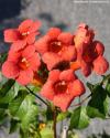 Campsis radicans 'Tango' - trubač