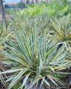 Yucca filamentosa 'Variegata' - juka vláknitá