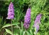 Buddleja davidii 'Ile de France' - komule Davidova