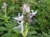 Plectranthus caninus - moud