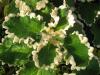 Plectranthus crassus - moud