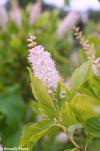 Clethra alnifolia 'Rosea' - jochovec olšolistý