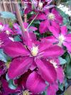 Clematis  'Niobe' - plamének