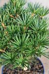 Sciadopitys verticillata 'Beauty Green' - pajehličník přeslenitý