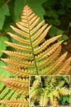 Dryopteris lepidopoda - kapraď krásná