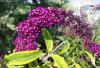 Buddleja davidii 'Santana' - komule Davidova