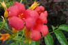 Campsis x tagliabuana 'Dancing Flames' - trubač Tagliabuanův