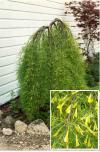 Caragana arborescens 'Walker' - čimišník