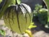 Physalis philadelphica - mochyně dužnoplodá (PIXABAY)