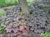 Trvalky s červenými listy: Heuchera
