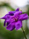 Tibouchina - podhal