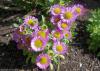 Erigeron glaucus 'Sea Breeze' - turan