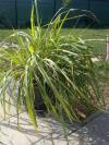 Cymbopogon citratus - citronová tráva