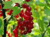 Pěstování rybízu ve tvaru ovocné stěny (PIXABAY)