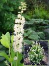 Clethra alnifolia 'Sixteen Candles' - jochovec olšolistý