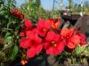 Campsis x tagliabuana 'Summer Jazz Fire' - trubač
