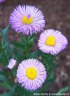 Erigeron speciosus 'Rosa Juwel' - turan