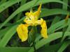 Iris pseudacorus - kosatec žlutý