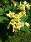 Weigela middendorffiana - vajgélia Middendorffova