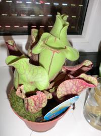 Špirlice (Sarracenia)