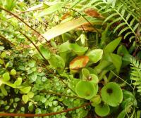 Heliamfora (Heliamphora)