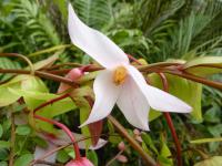 Heliamfora (Heliamphora)
