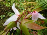 Heliamfora (Heliamphora)