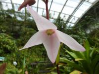 Heliamfora (Heliamphora)