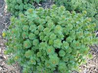 Rozchodnice růžová (Rhodiola rosea)