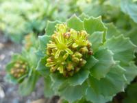 Rozchodnice růžová (Rhodiola rosea)