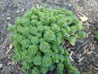 Rozchodnice růžová (Rhodiola rosea)