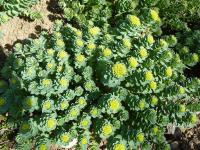 Rozchodnice růžová (Rhodiola rosea)